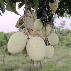 Read more about the article Neque adipiscing an cursus