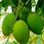 কাঁচা আমের উপকারিতা | Raw Mango Benefits in Bengali