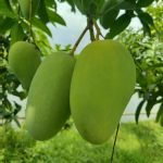 আম: সুস্বাদু ফলের স্বাস্থ্যগুণ ও উপকারিতা | Mango Benefits