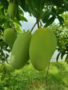 Read more about the article আম: সুস্বাদু ফলের স্বাস্থ্যগুণ ও উপকারিতা | Mango Benefits